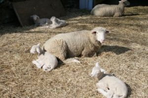 sheepfarm
